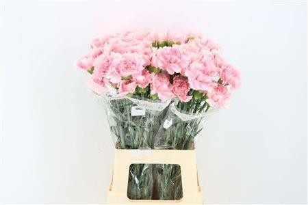 Dianthus St Romance 70cm