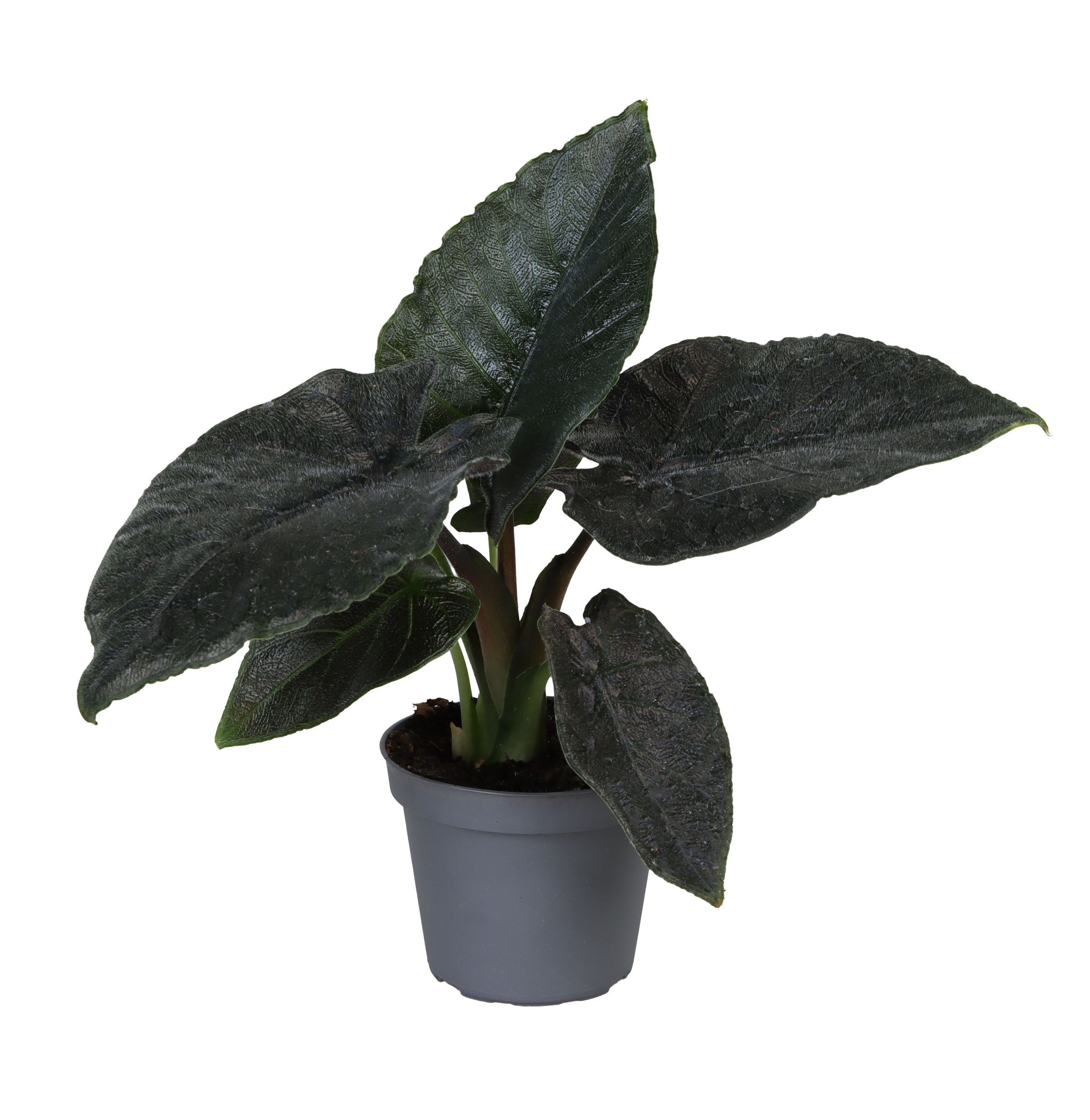 Picture of Alocasia Antoro Velvet P6 5cm