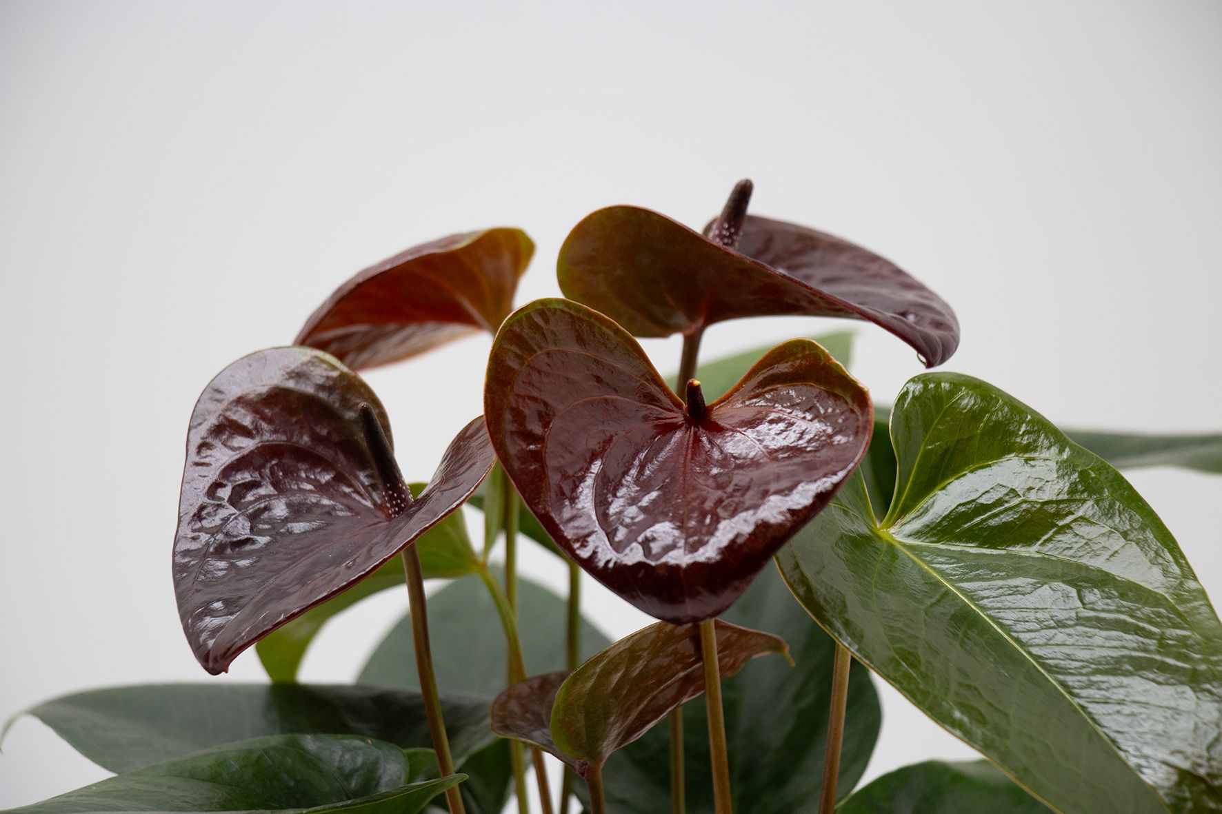 anthurium forgetii x besseae Anthurium Indonesian AOS x Forgetii | Plants