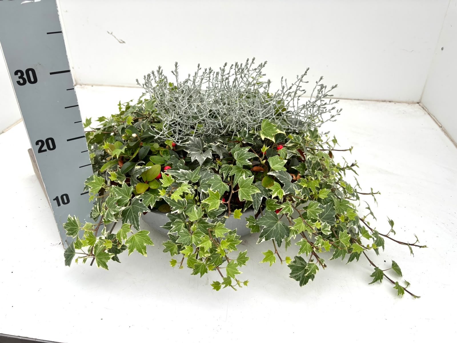 Vaste Pl Perkpl Gem 36Ø 22cm
