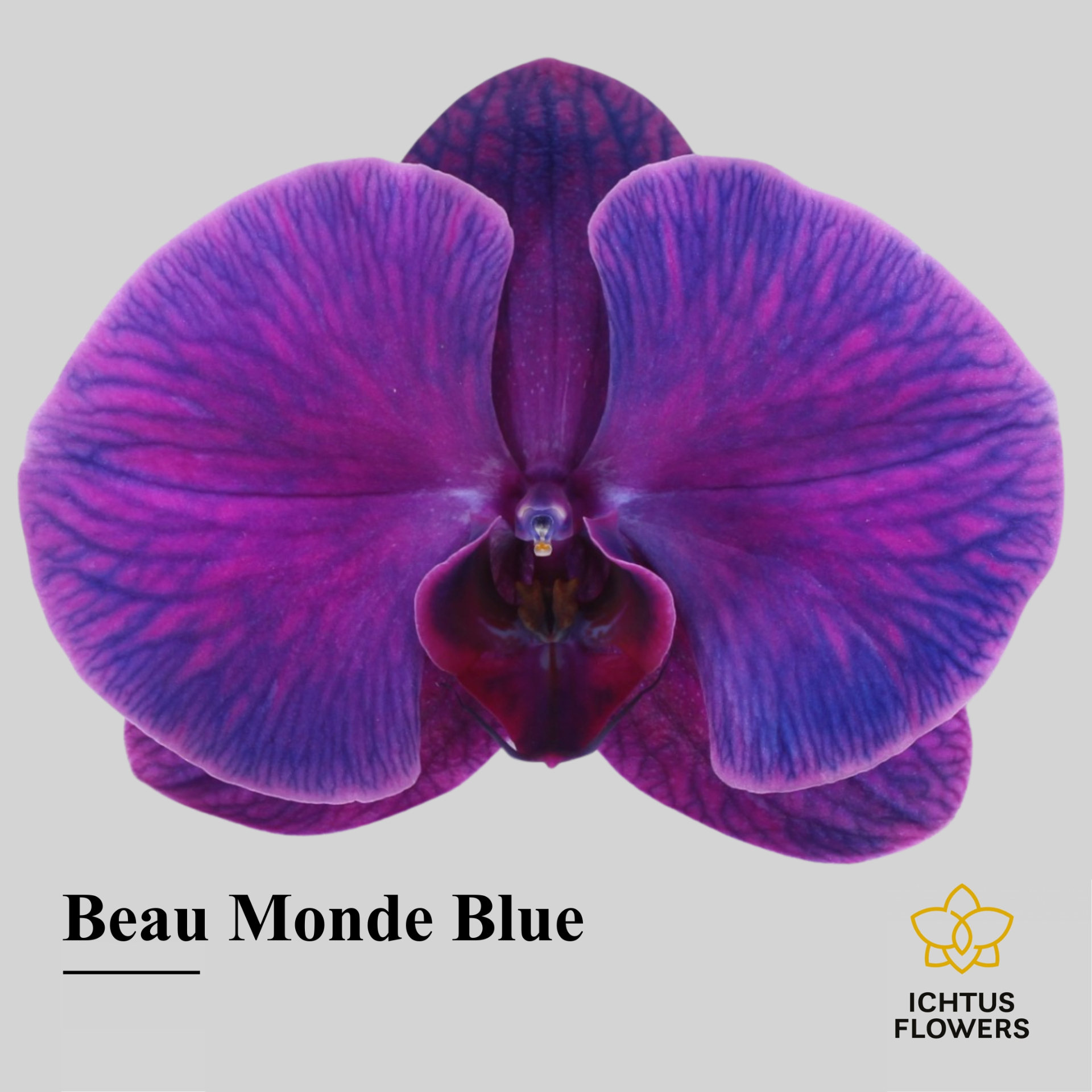 Phal Paint Beau Monde Blue Bloem 25 Bloemen
