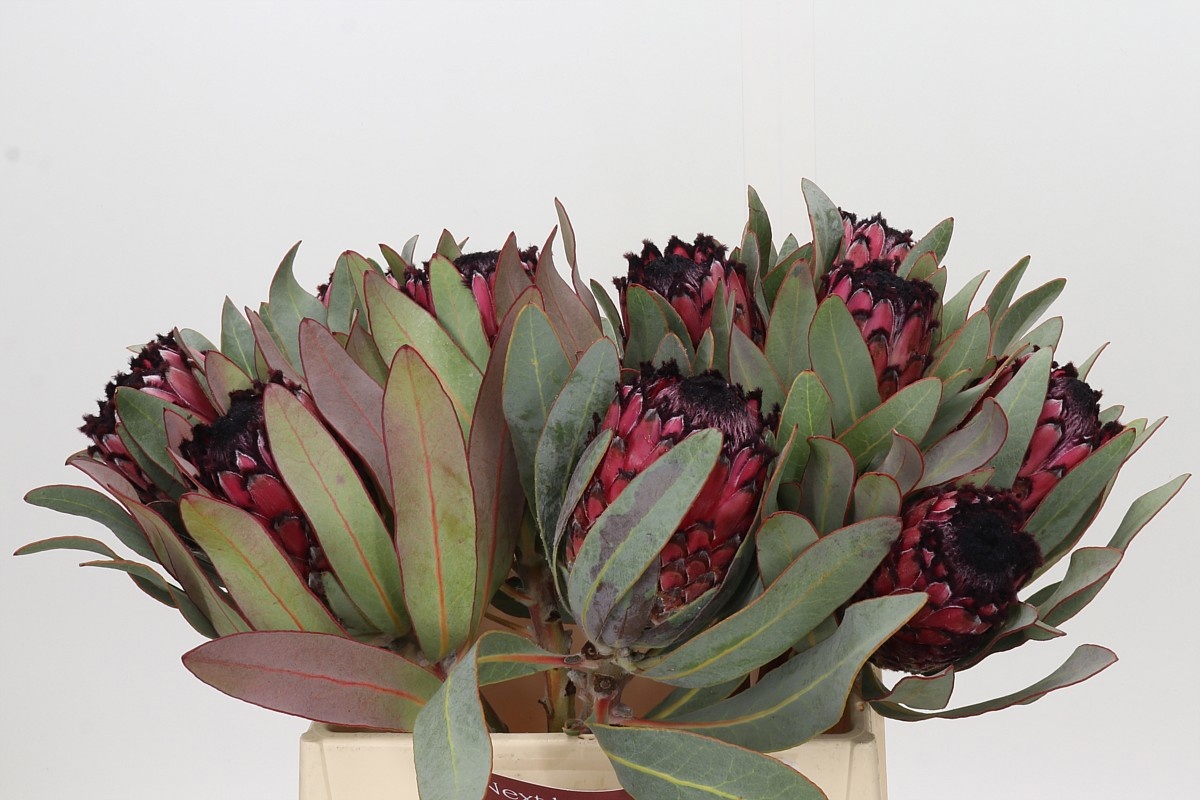 Protea Ba Red Beauty 40cm