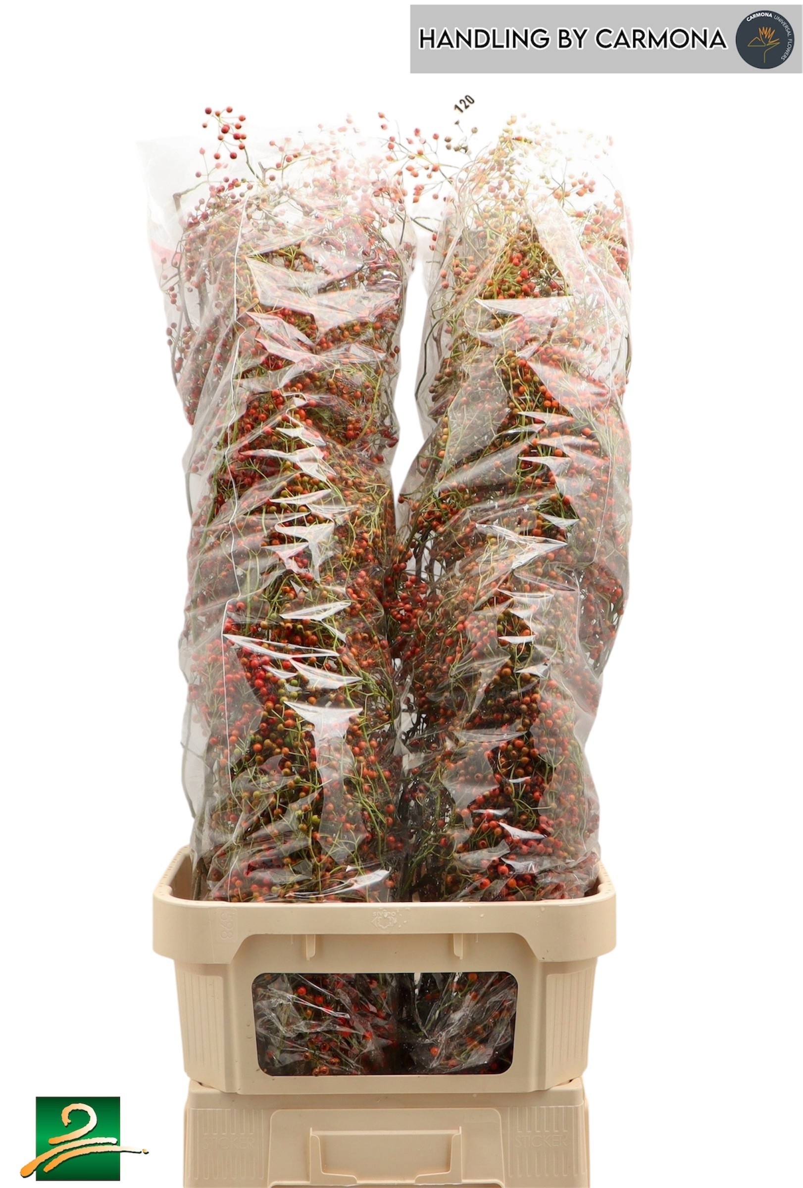 Rosehips Corallo 120cm