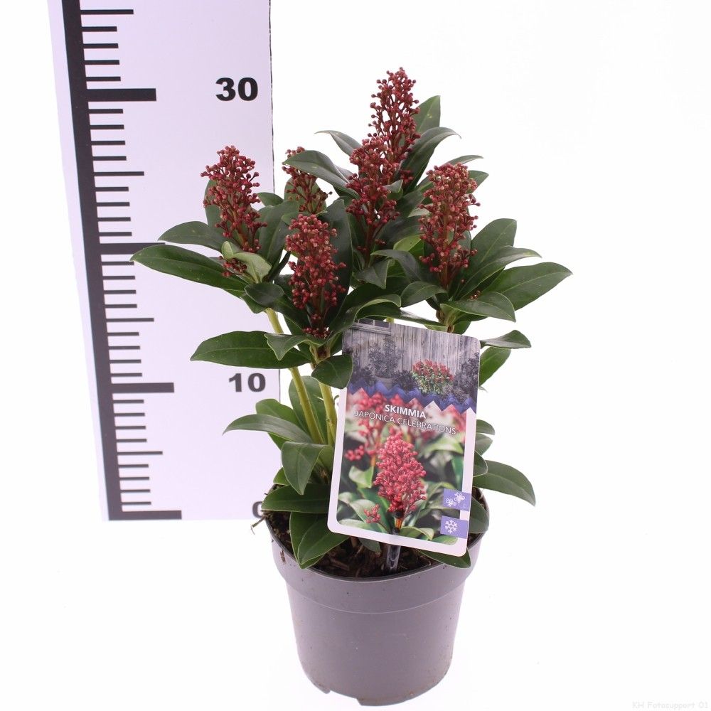 Picture of Skimmia japonica 'Celebrations'