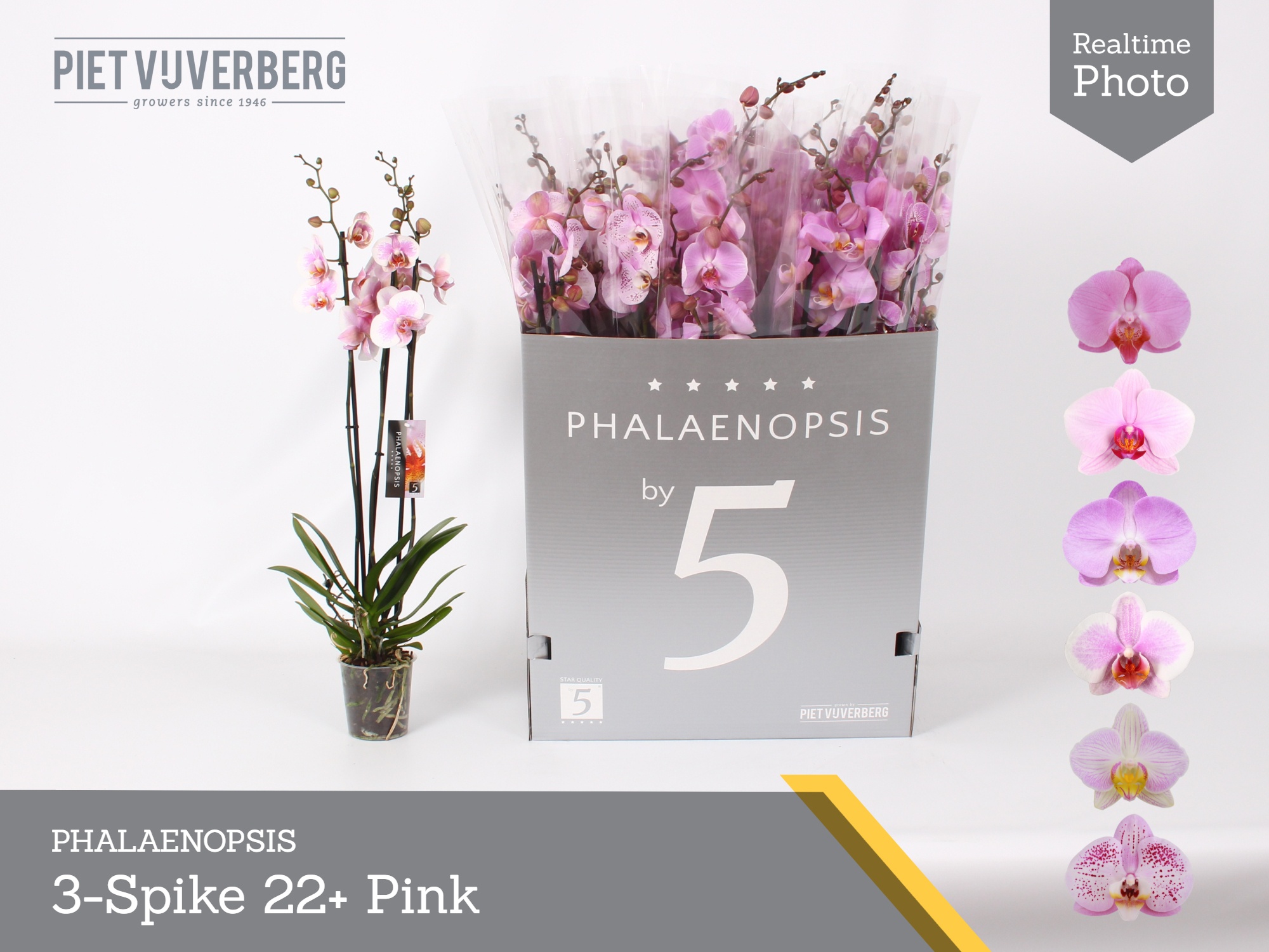Phal Ov Roze 12P 80H 3TAK 22bloem 23bloei