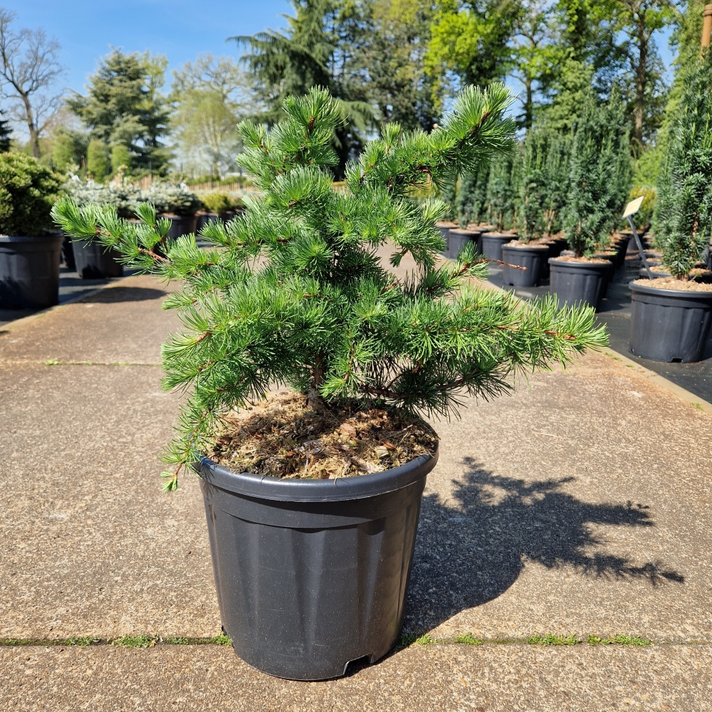 Picture of Larix decidua Little Bogle C12 40/50