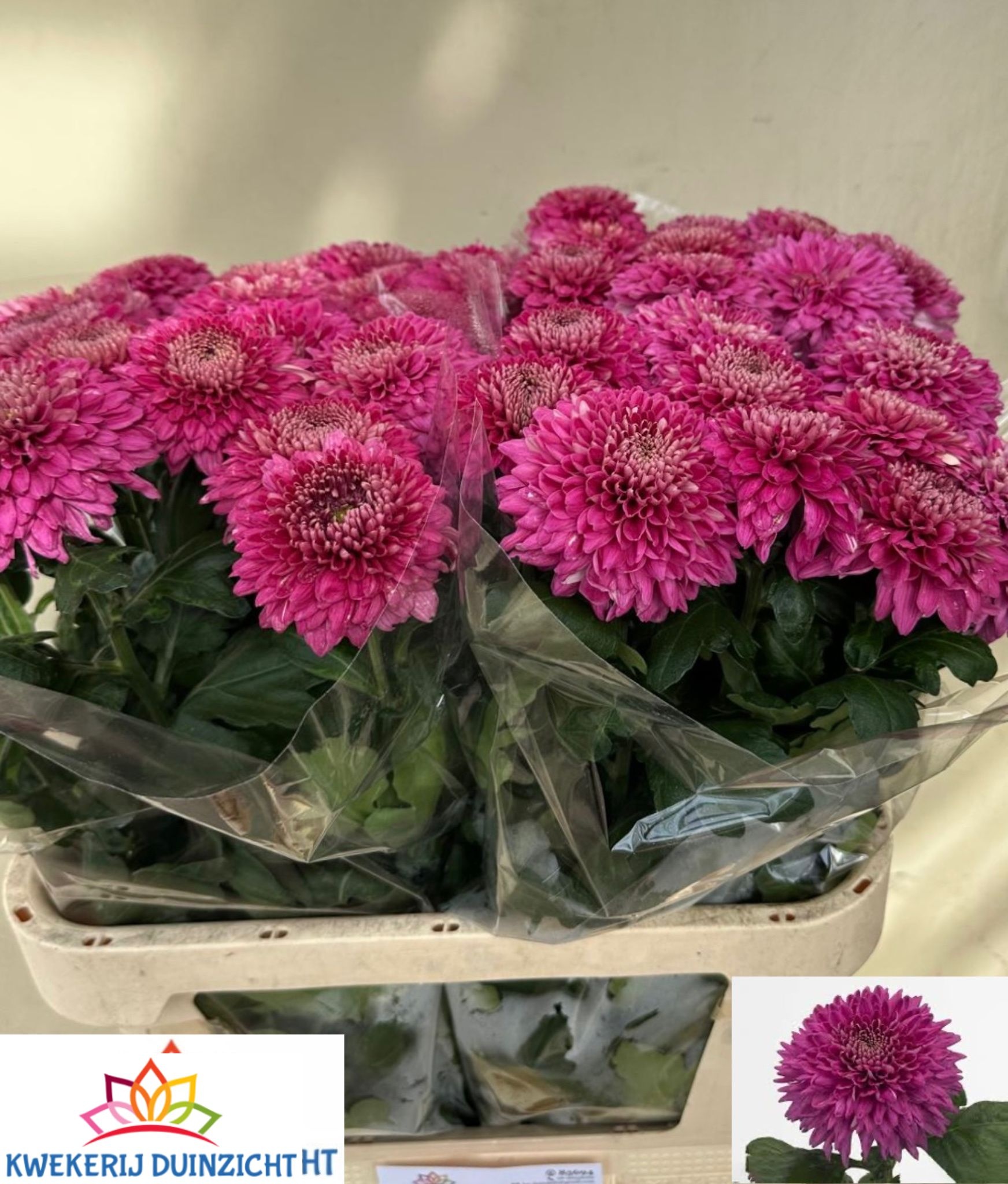 Chrysant Single Mariell Purple 80cm 90gram