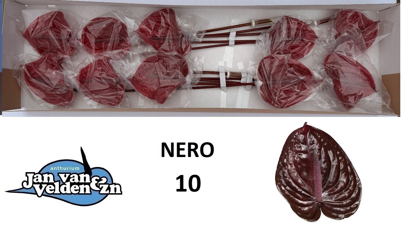 Anth A Nero