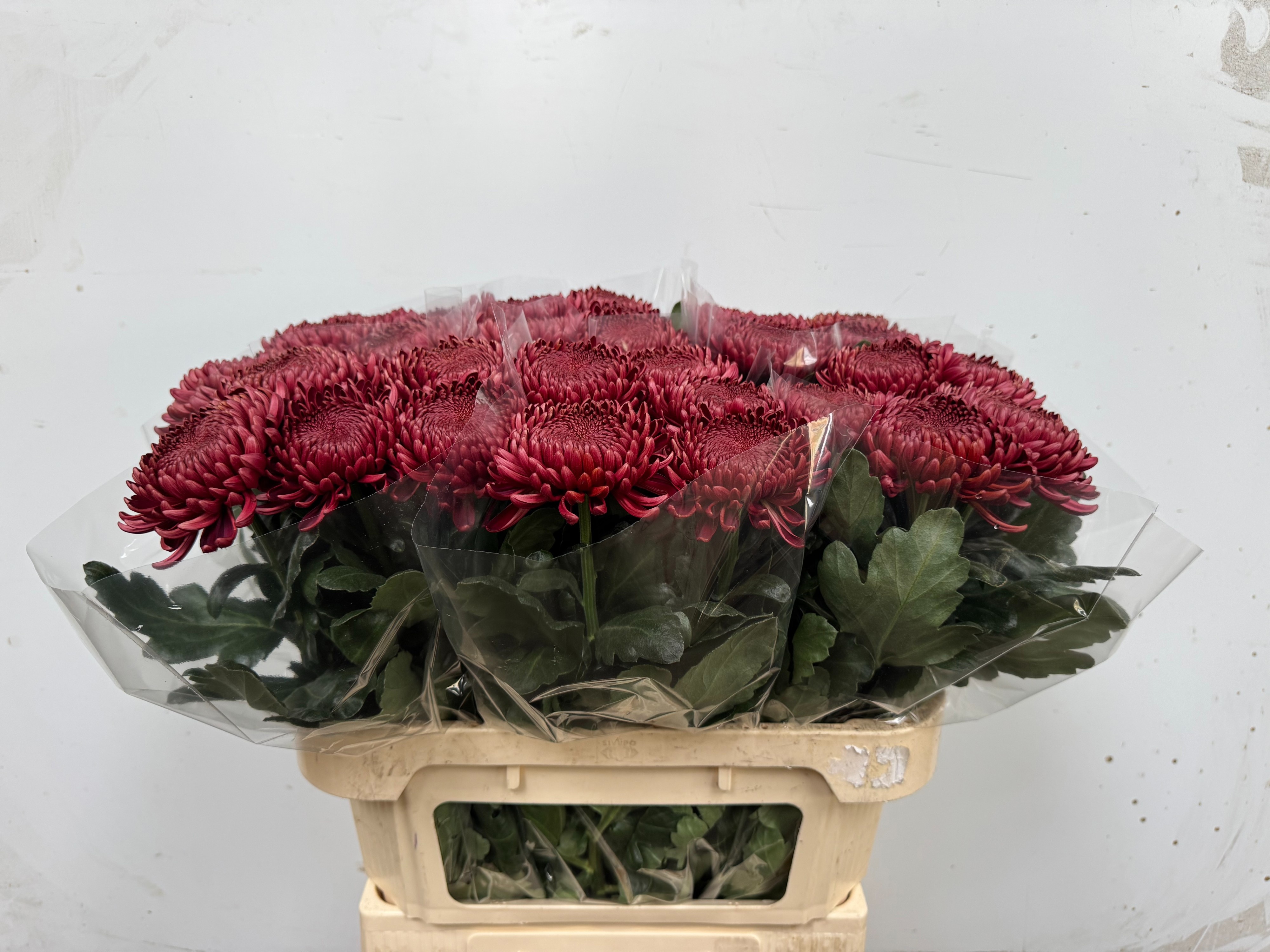 Chrys Single 70cm 130gram