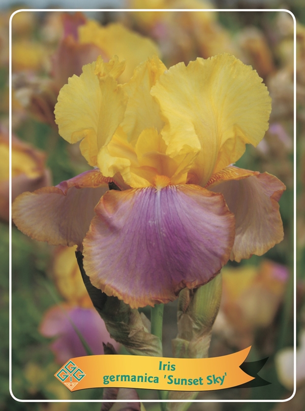 Picture of Iris germanica Mix 6x10 srt. per shelve P11