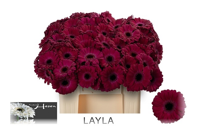 Ge Mi Layla 50cm 7Ø