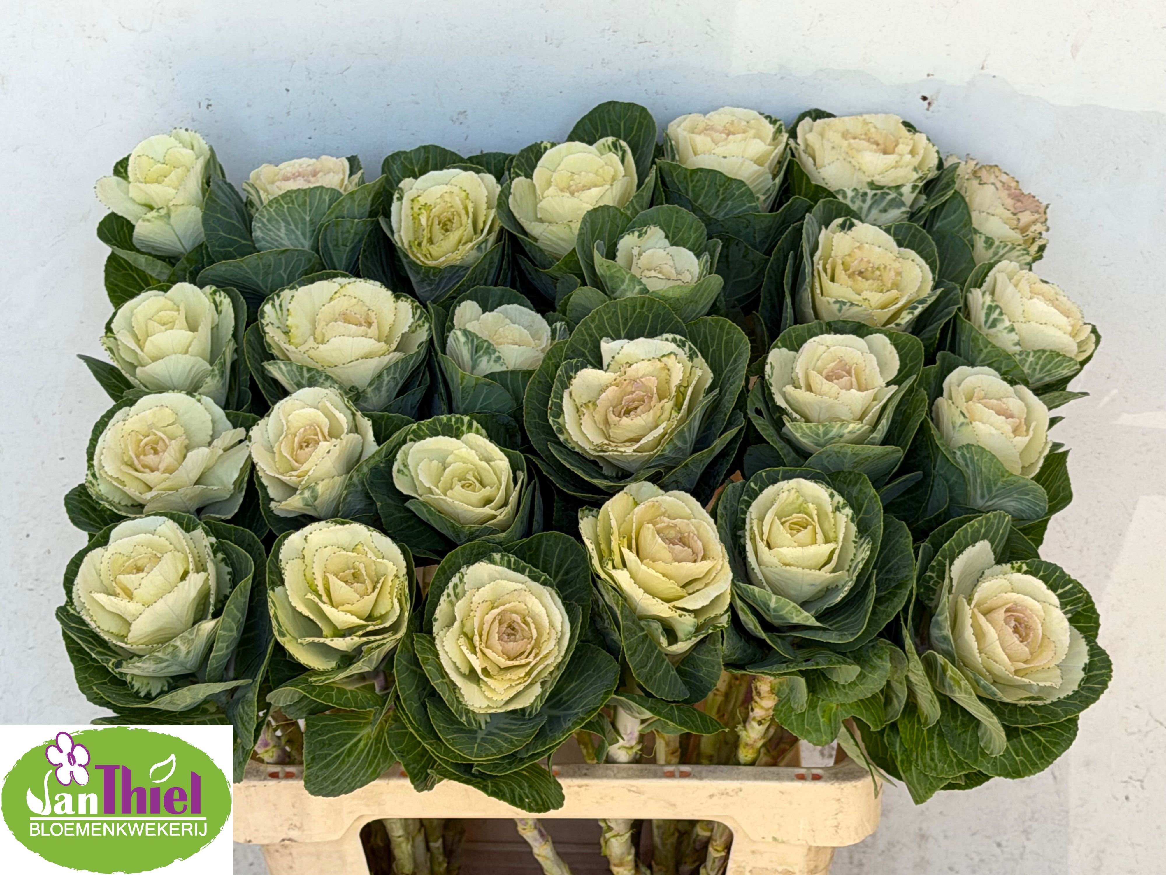 Brassica White Crane 60cm
