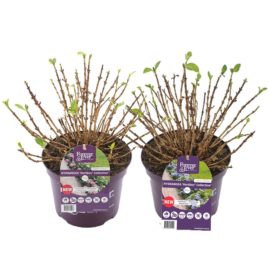 Picture of Hydrangea macr. Forever & Ever® 'Hortbux'® MIX C5 (23cm.)