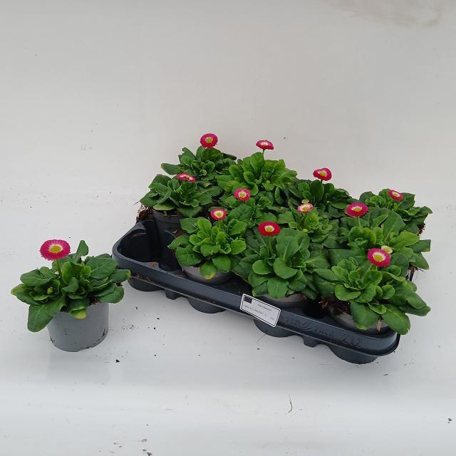 Bellis perennis - Bellis