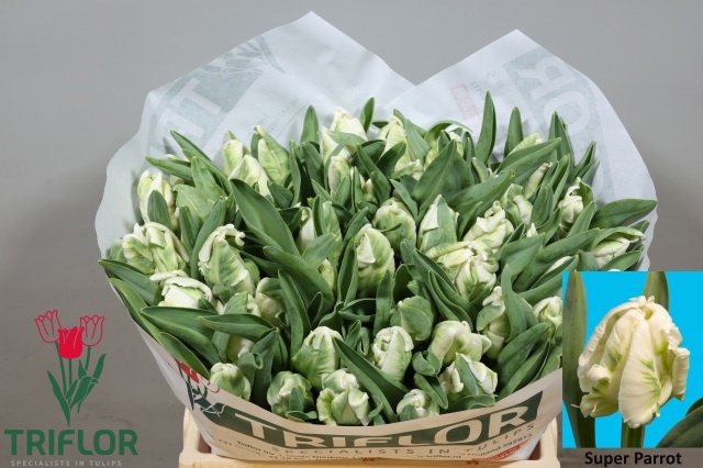 Tulipa Parrot Super Parrot 37cm 32gram