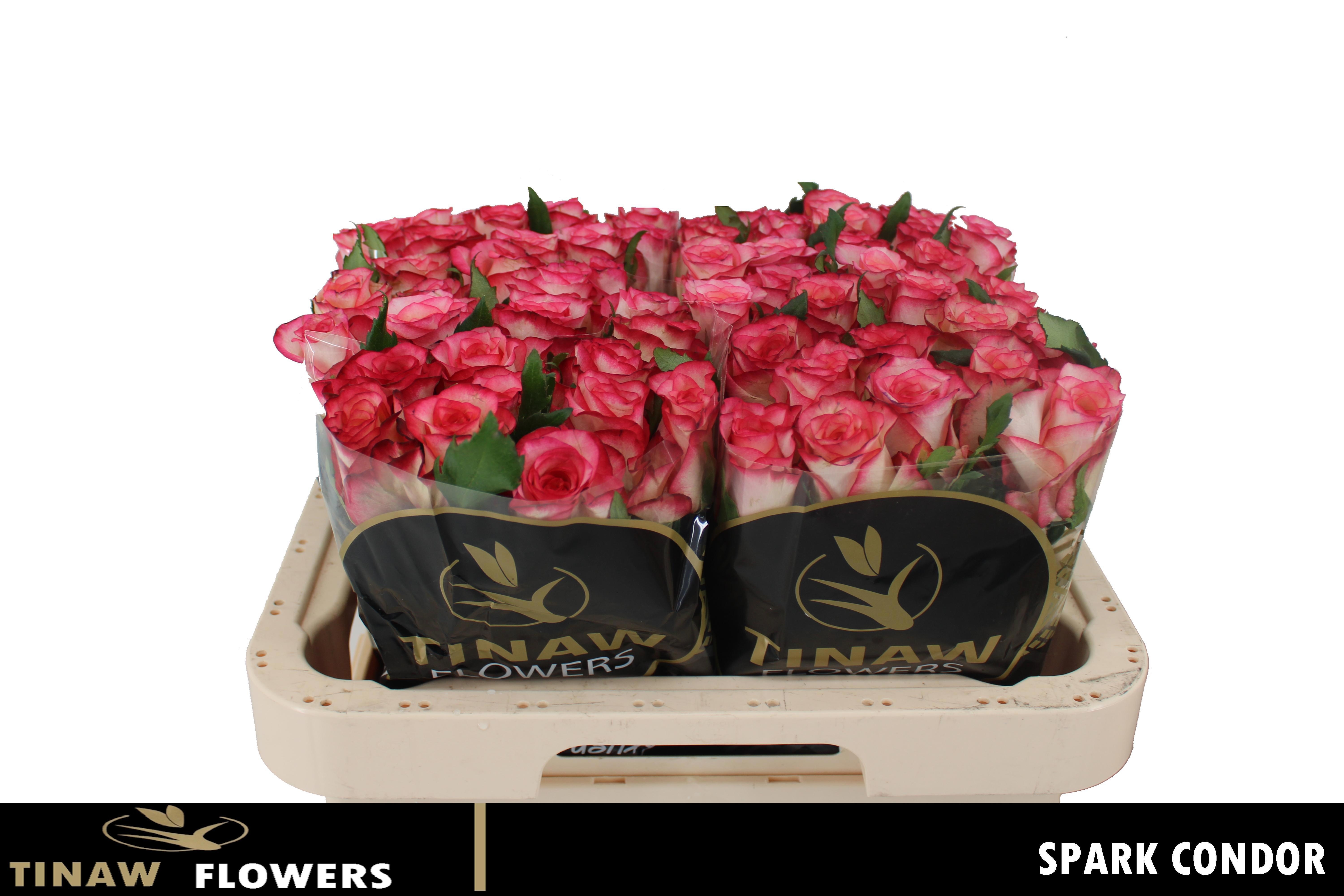 Rosa Spark Condor 60cm