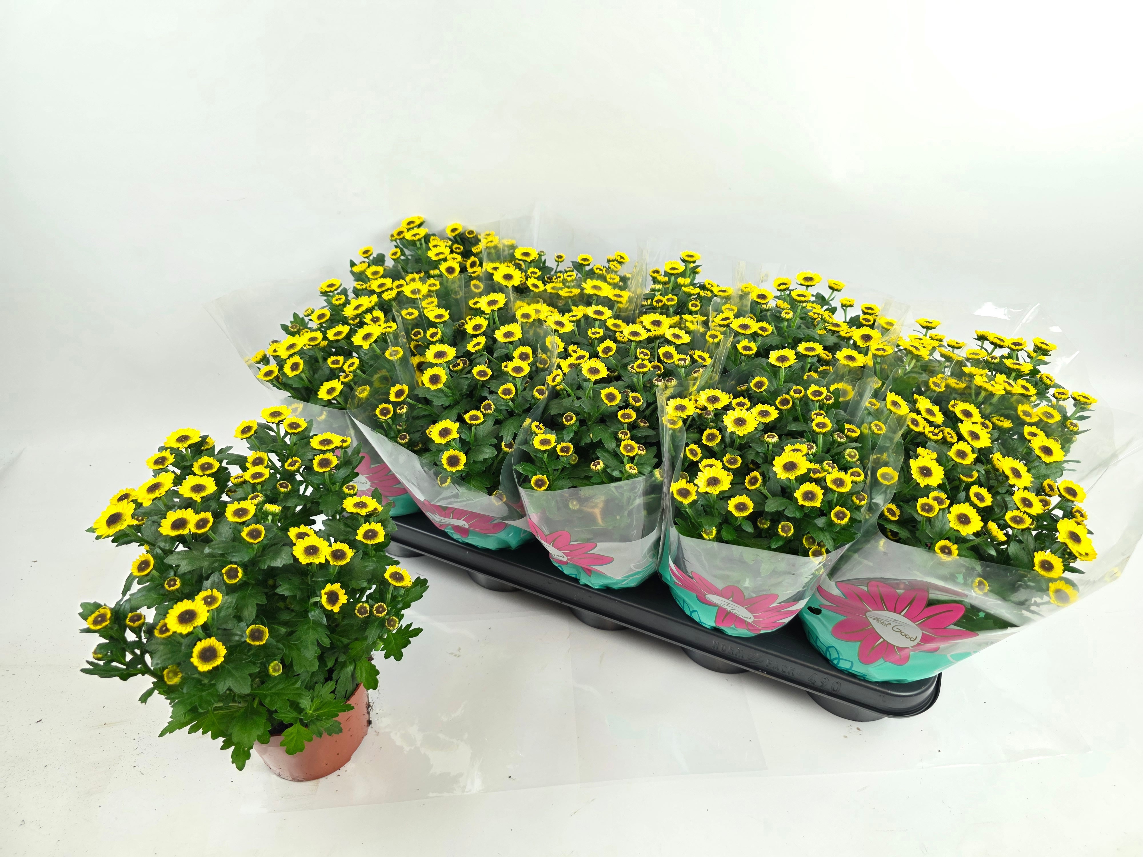 Chrys Sunny Day 12Ø 29cm