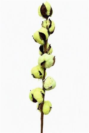 Gossypium Hirsutum