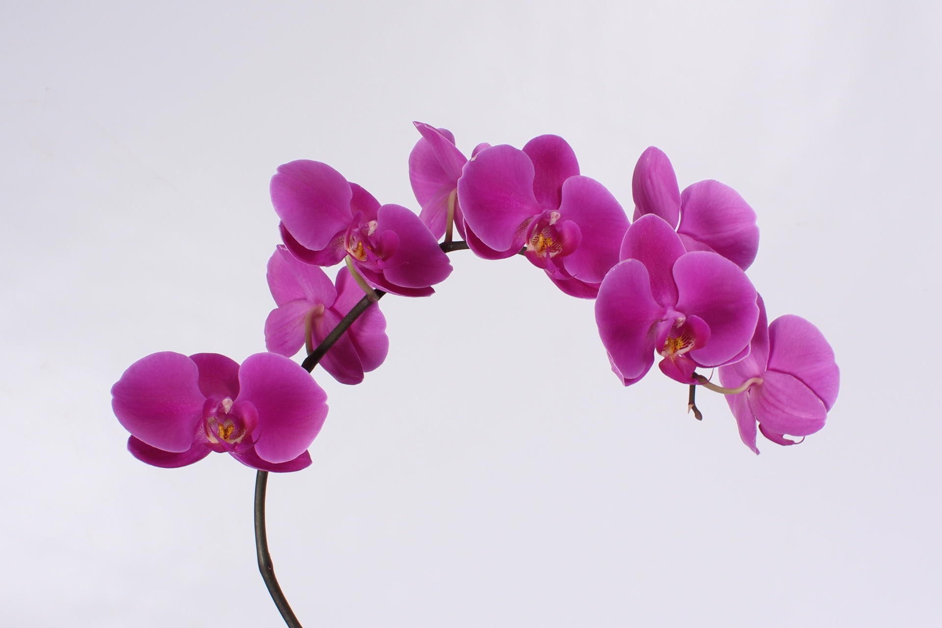 Phal T An Chiangmai