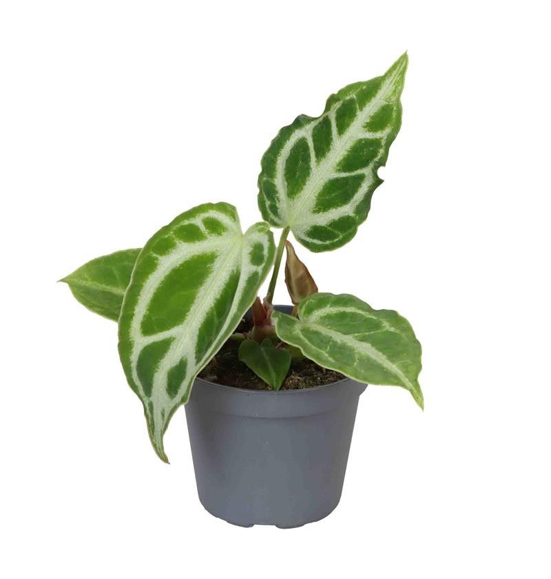 aglaonemas Aglaonema Lady Valentine
