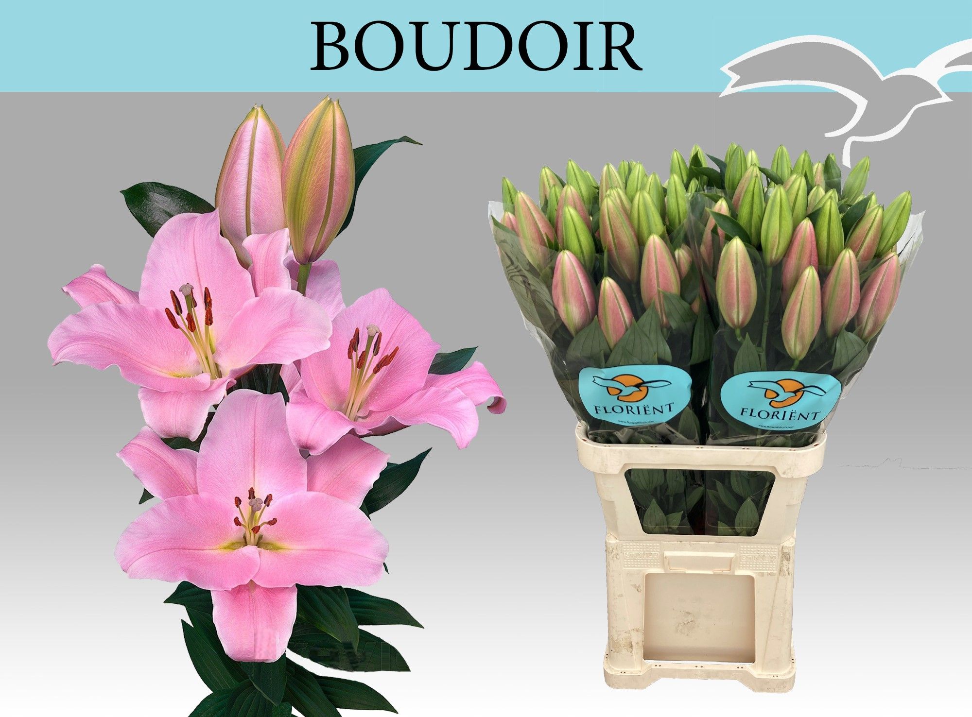 Li Or Boudoir 100cm 5/7bl