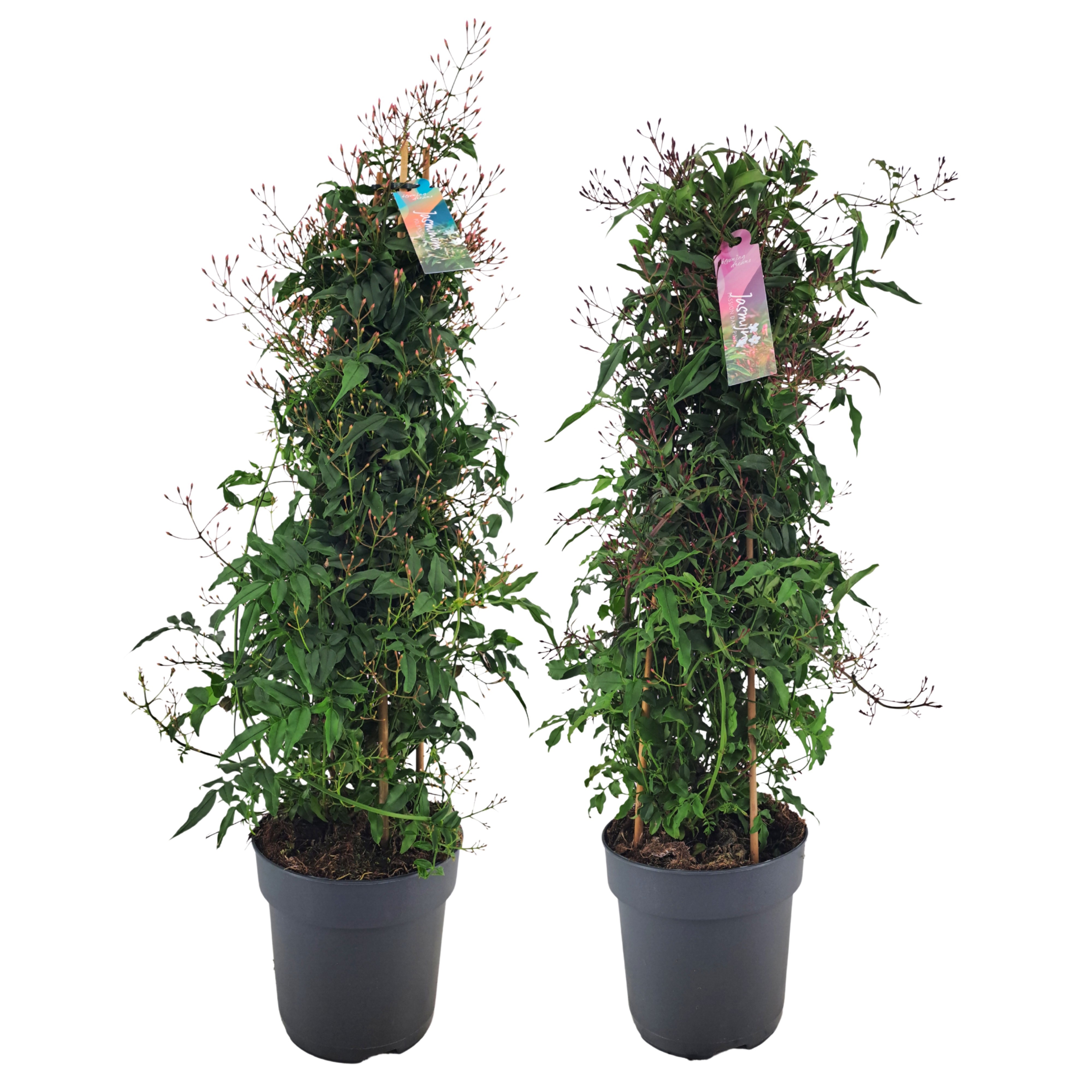 Jasminum piramide Knop MIX (Jasmijn)