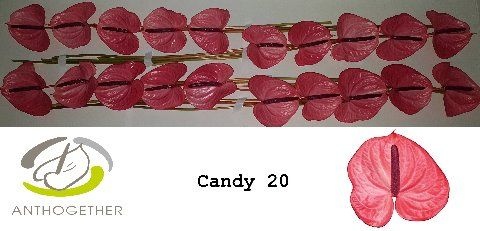 Anthurium Candy 9Ø
