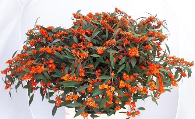 Euphorbia Spray Queen Of Orange 80cm
