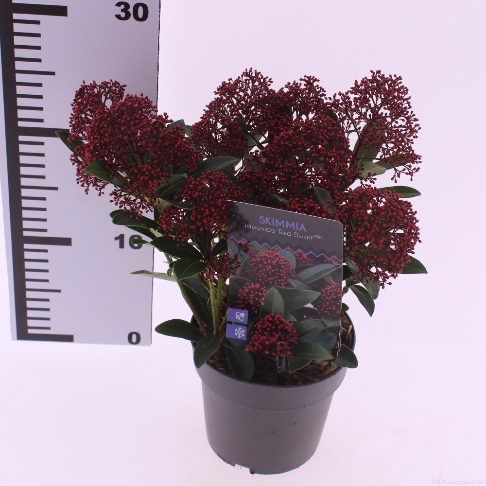 Picture of Skimmia jap. 'Red Dwarf'