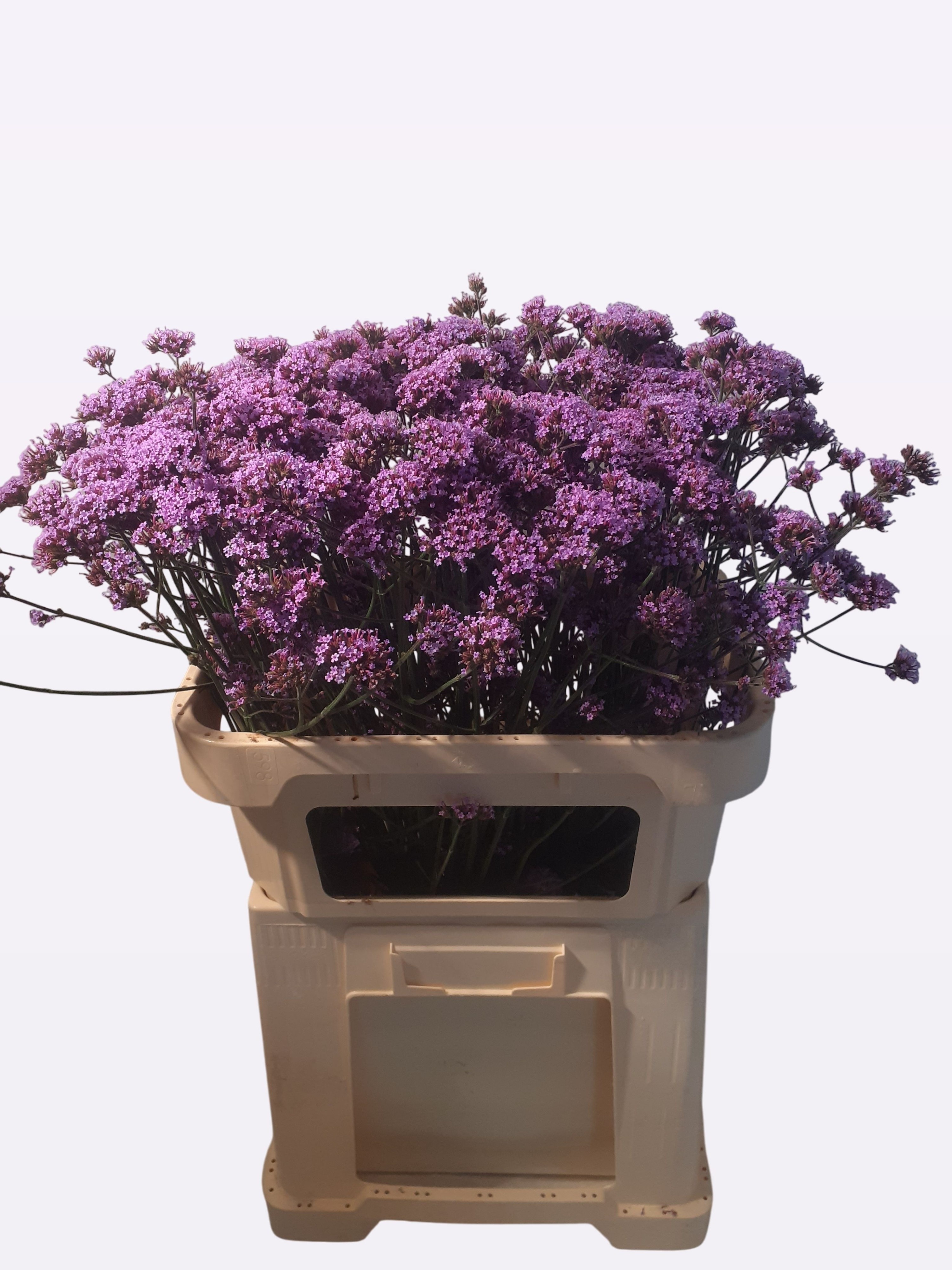 Verbena Ov