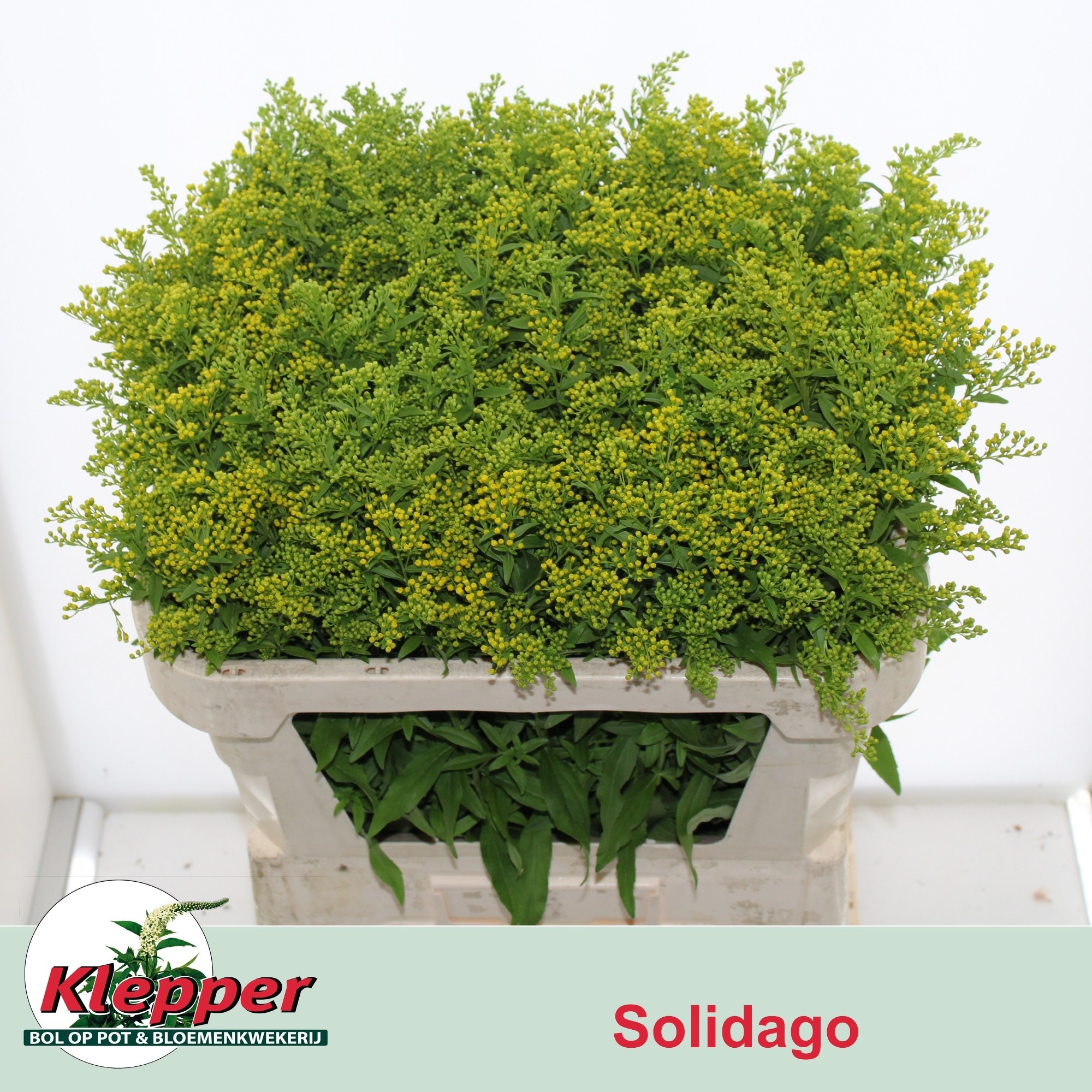Soli Golden Glory
