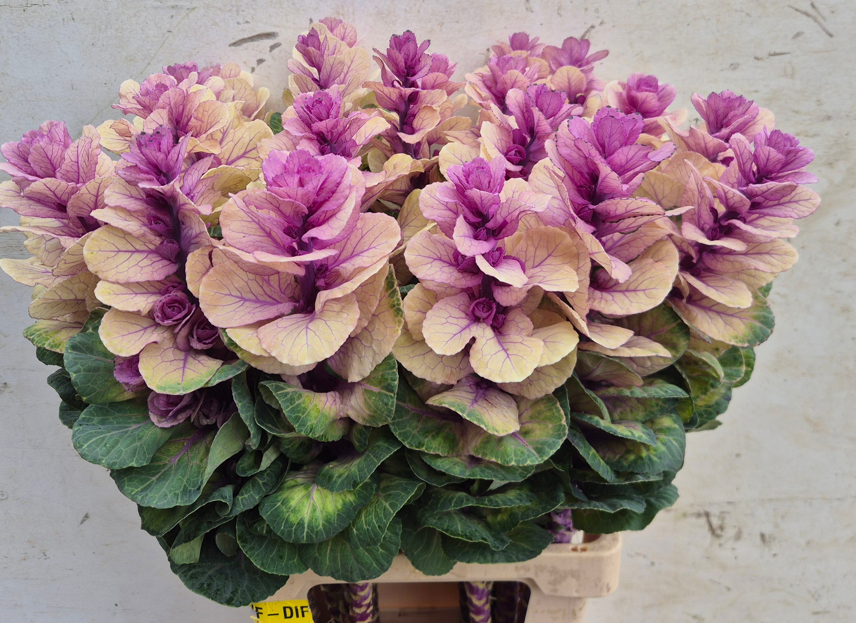 Brassica Luba 70cm