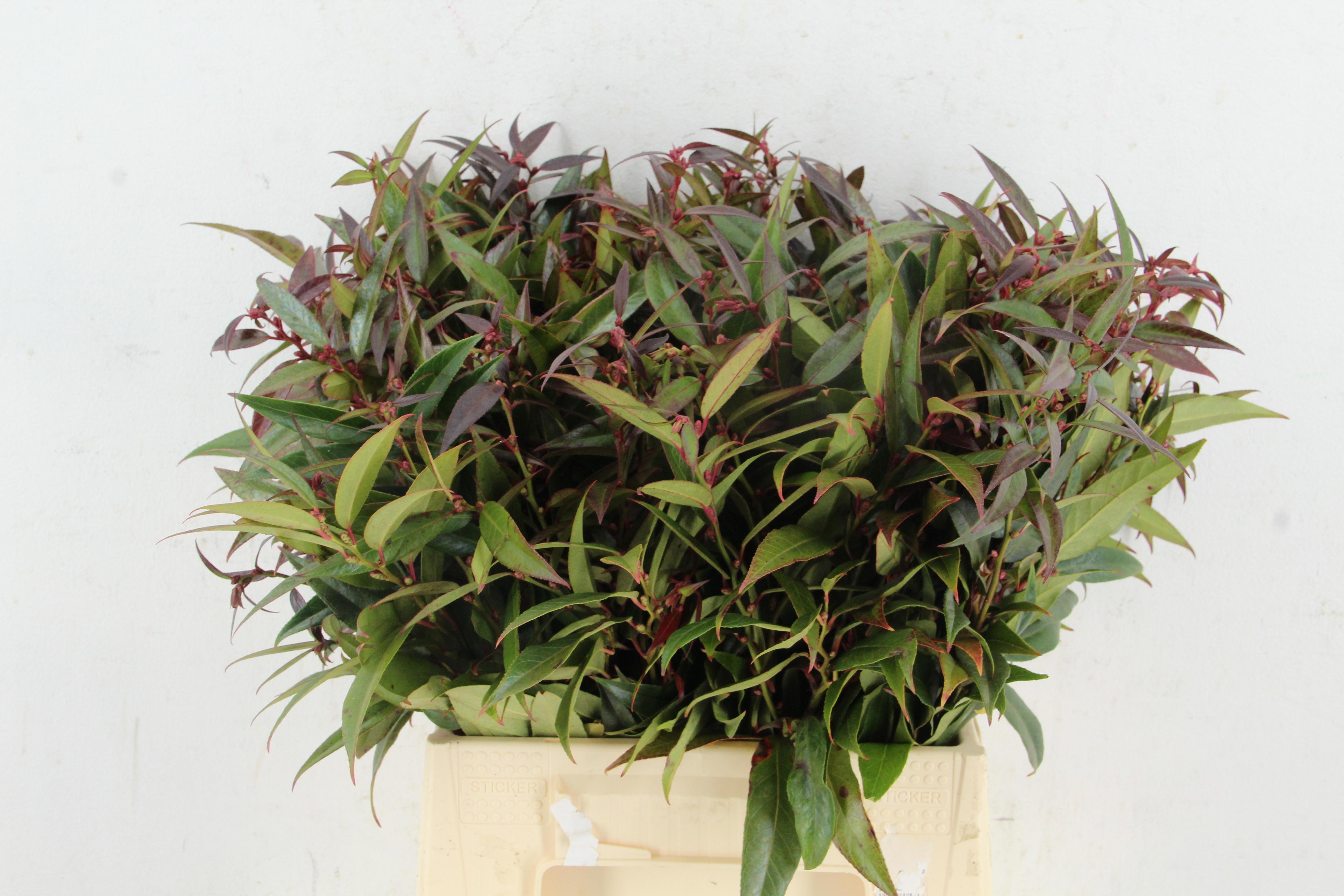 Leucothoe Walteri Ra