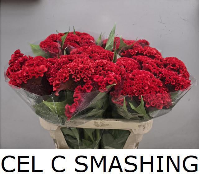 Cel C Smashing