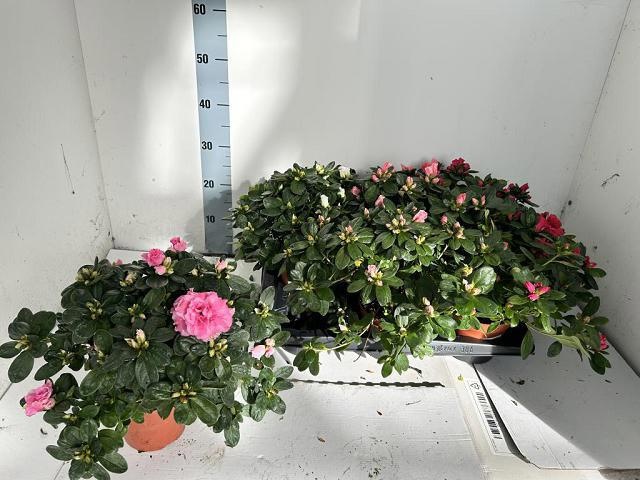 Rhodo Si Vogel Gem 14P 20H 32Ø Cm 23bloei