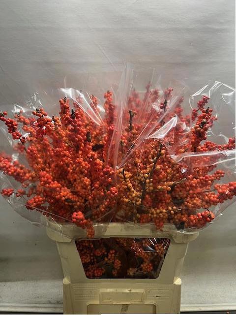 Ilex Winter Gold 90cm
