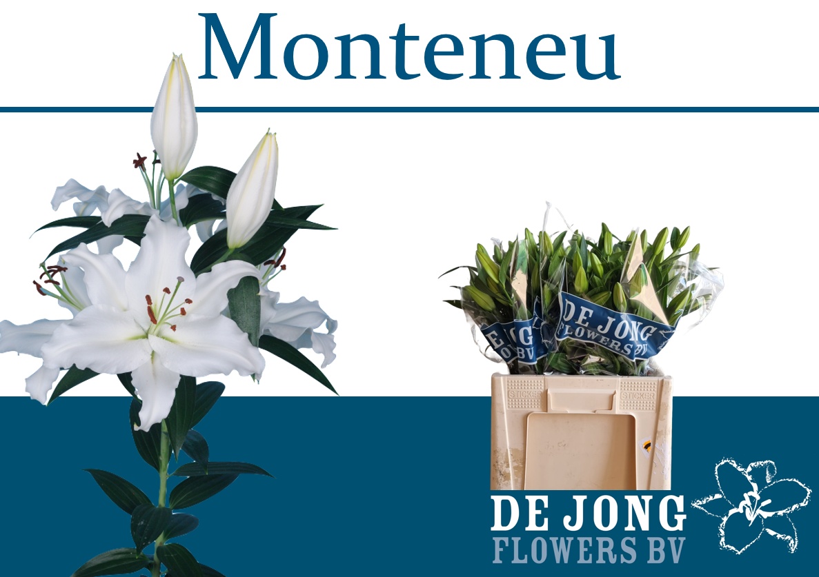 Lilium Or Monteneu 60cm 3/5bl