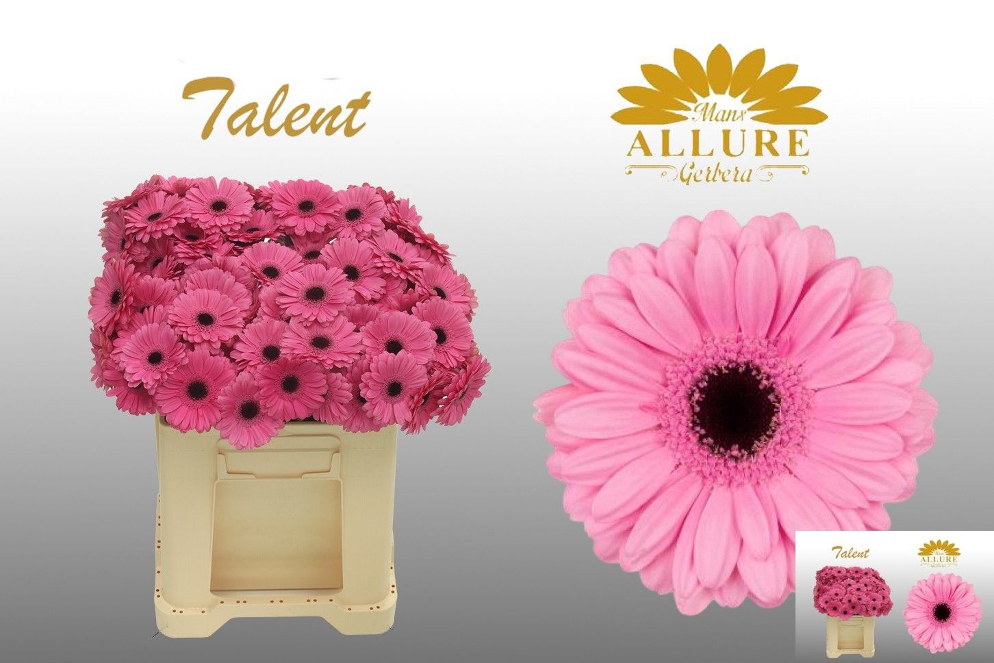 Gerbera Mini Talent