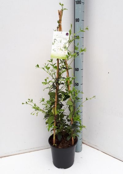 Trachelospermum jasminoides