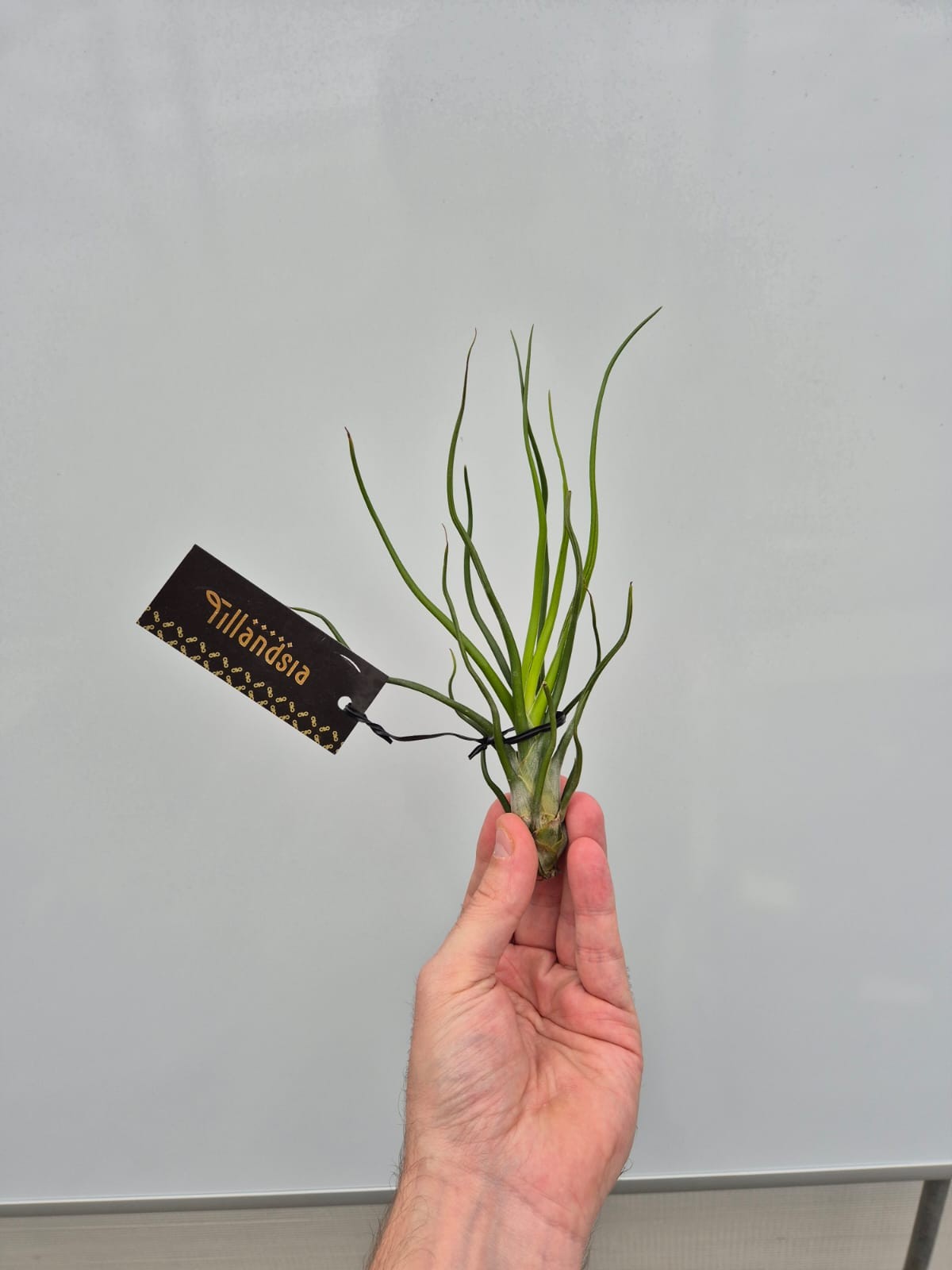 Picture of Tillandsia Bulbosa Upright L plus Label P7 18cm