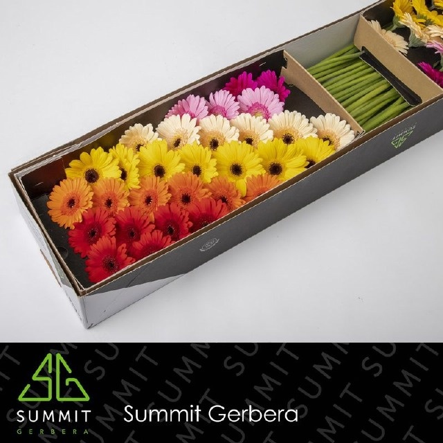 Gerbera Mini Mixed Diagonal 45cm 7Ø