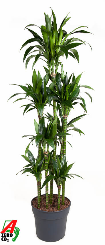 Picture of Dracaena Janet Craig 120-carrousel P34 180cm (LOOSE)