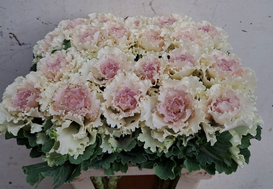 Brassica Crane Ruffle Bicolor 60cm