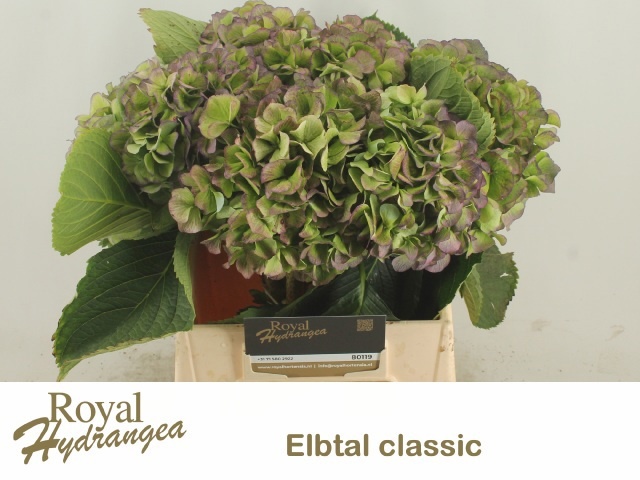 Hydrangea Elbtal Classic Pink 40cm 15Ø