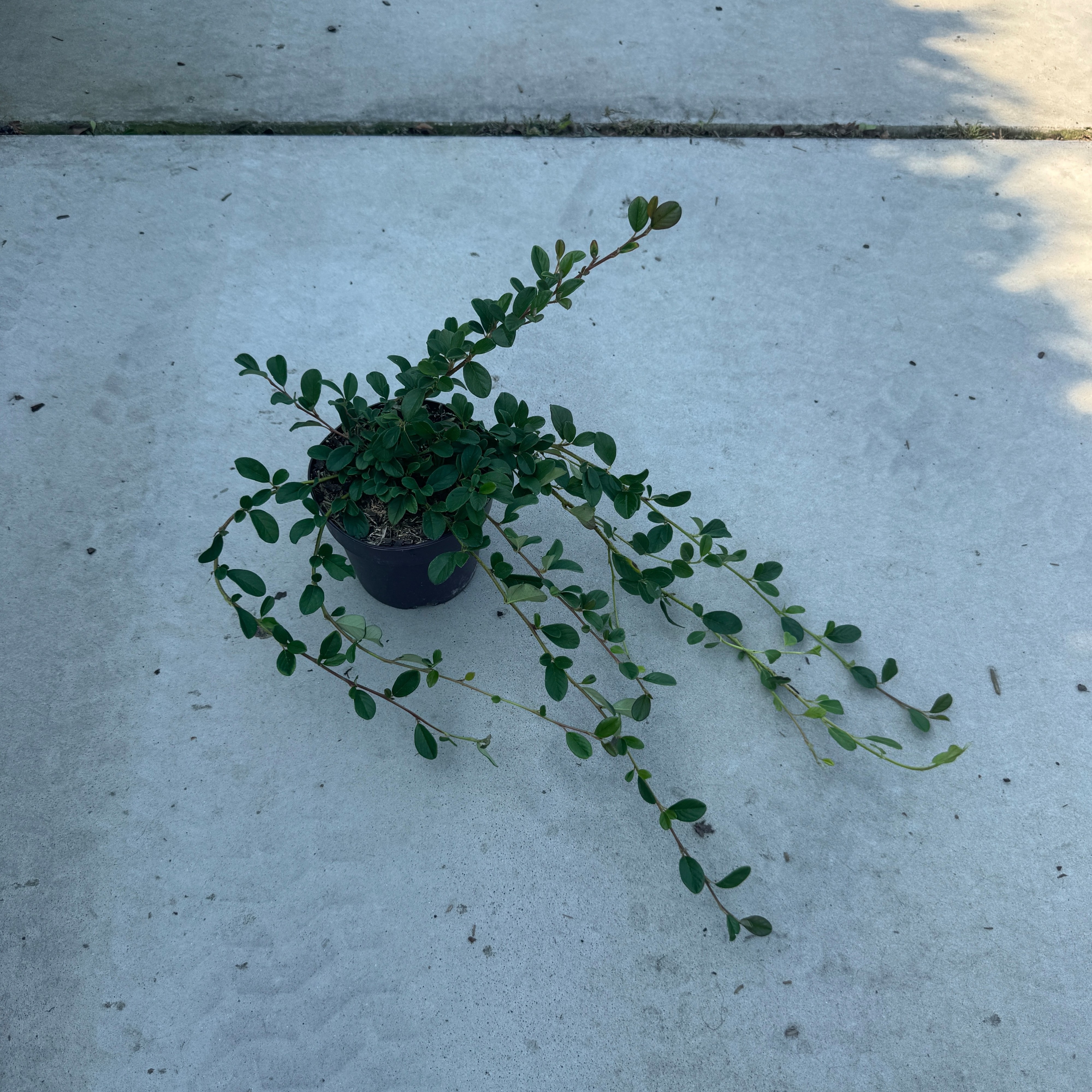 Cotoneaster dammeri