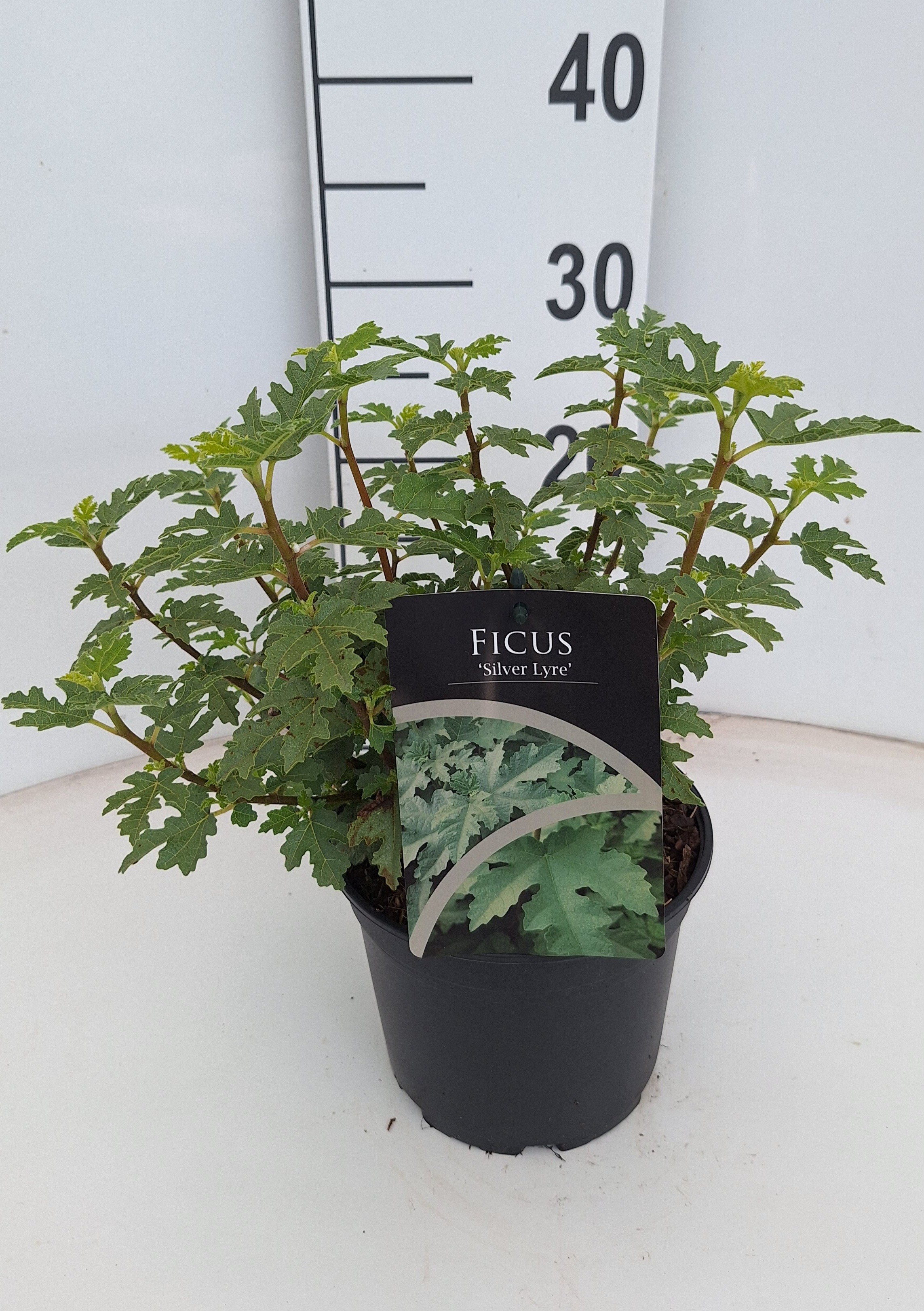 Ficus 'Silver Lyre'