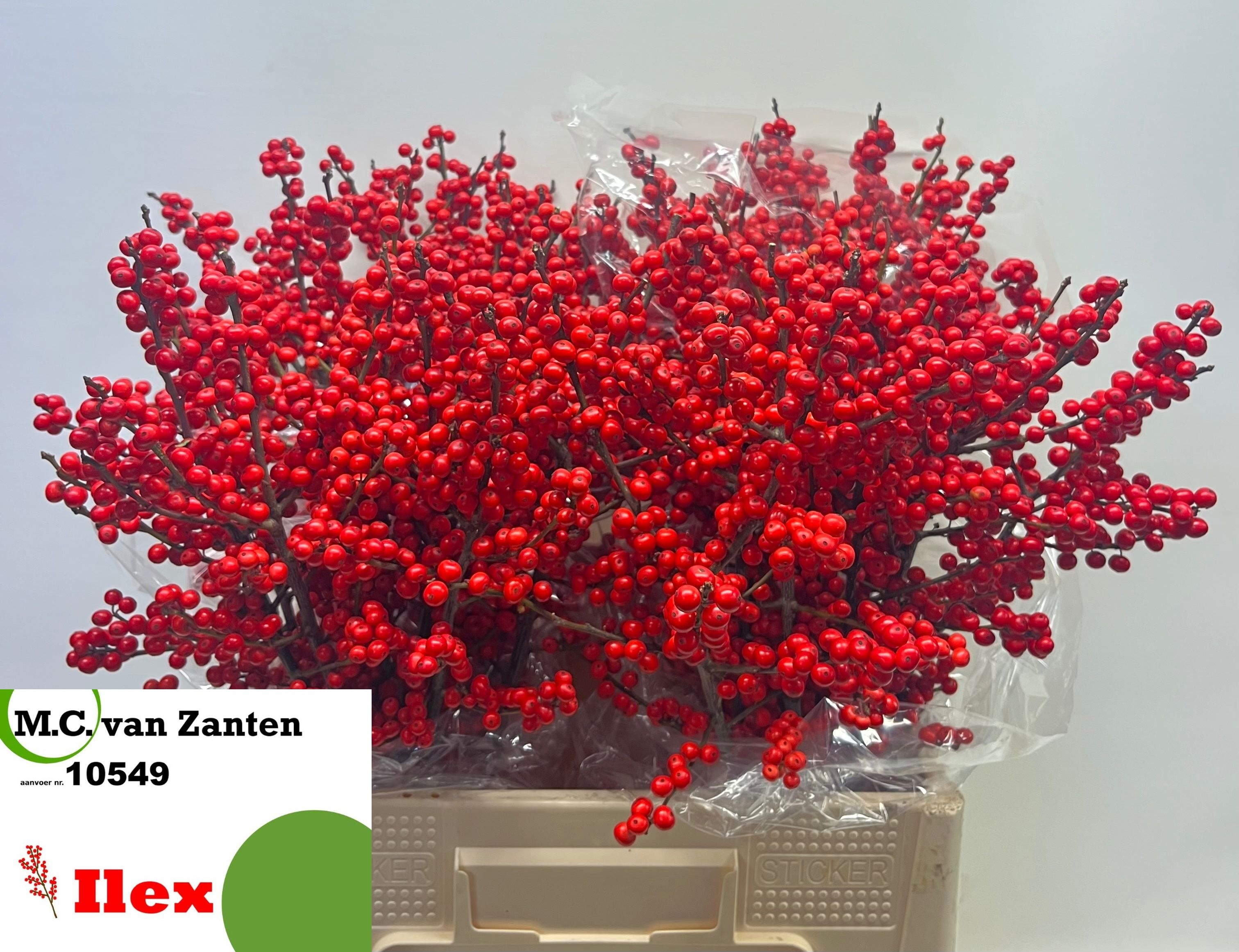 Ilex Verticlilata 60cm