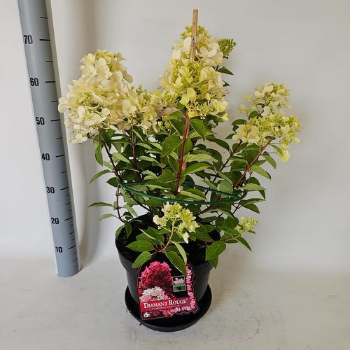 Hydrangea paniculata Diamant Rouge p29 Vlasveld