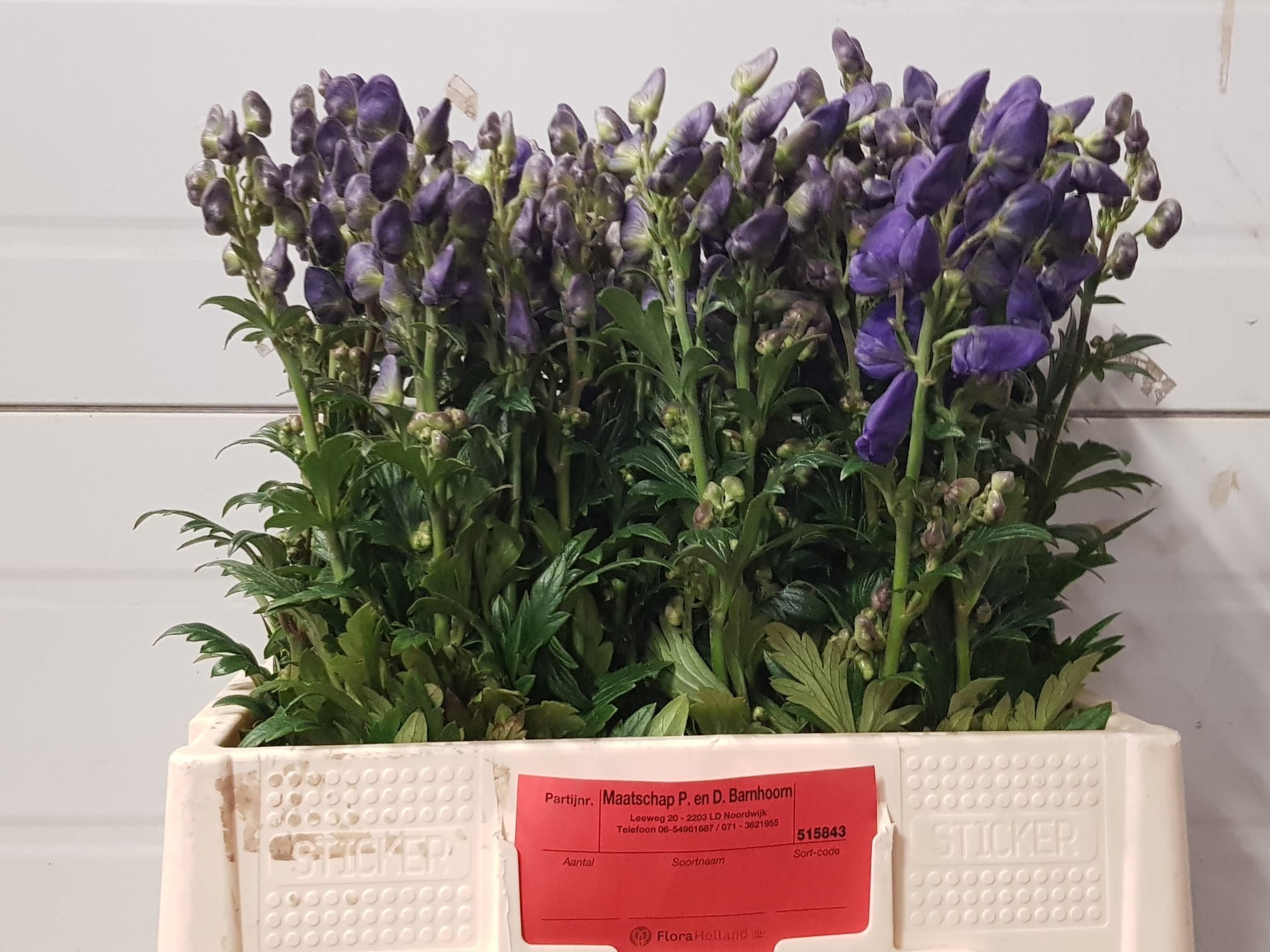 Aconitum Arensi 60cm