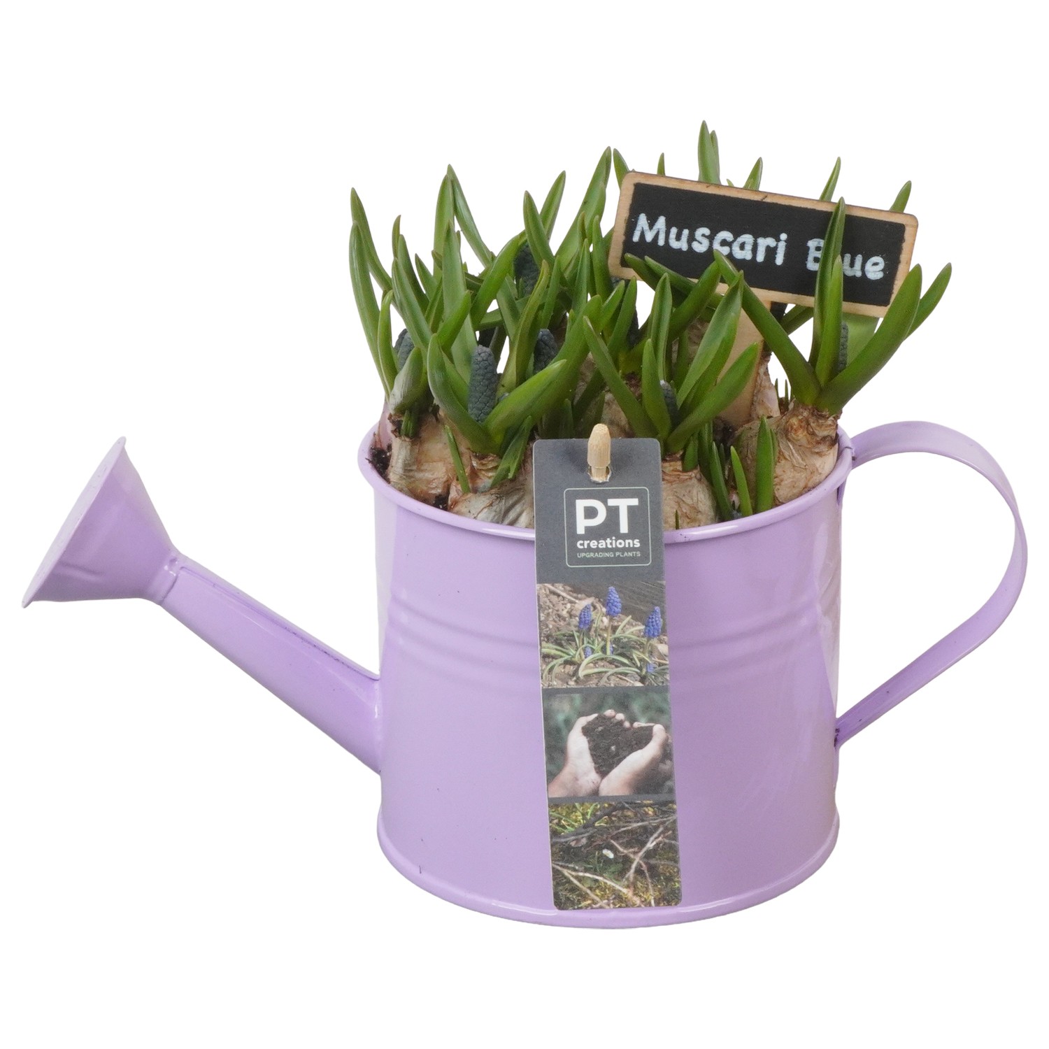 Picture of PTMB1037 Arrangement Muscari in zinc watercan P12 17cm